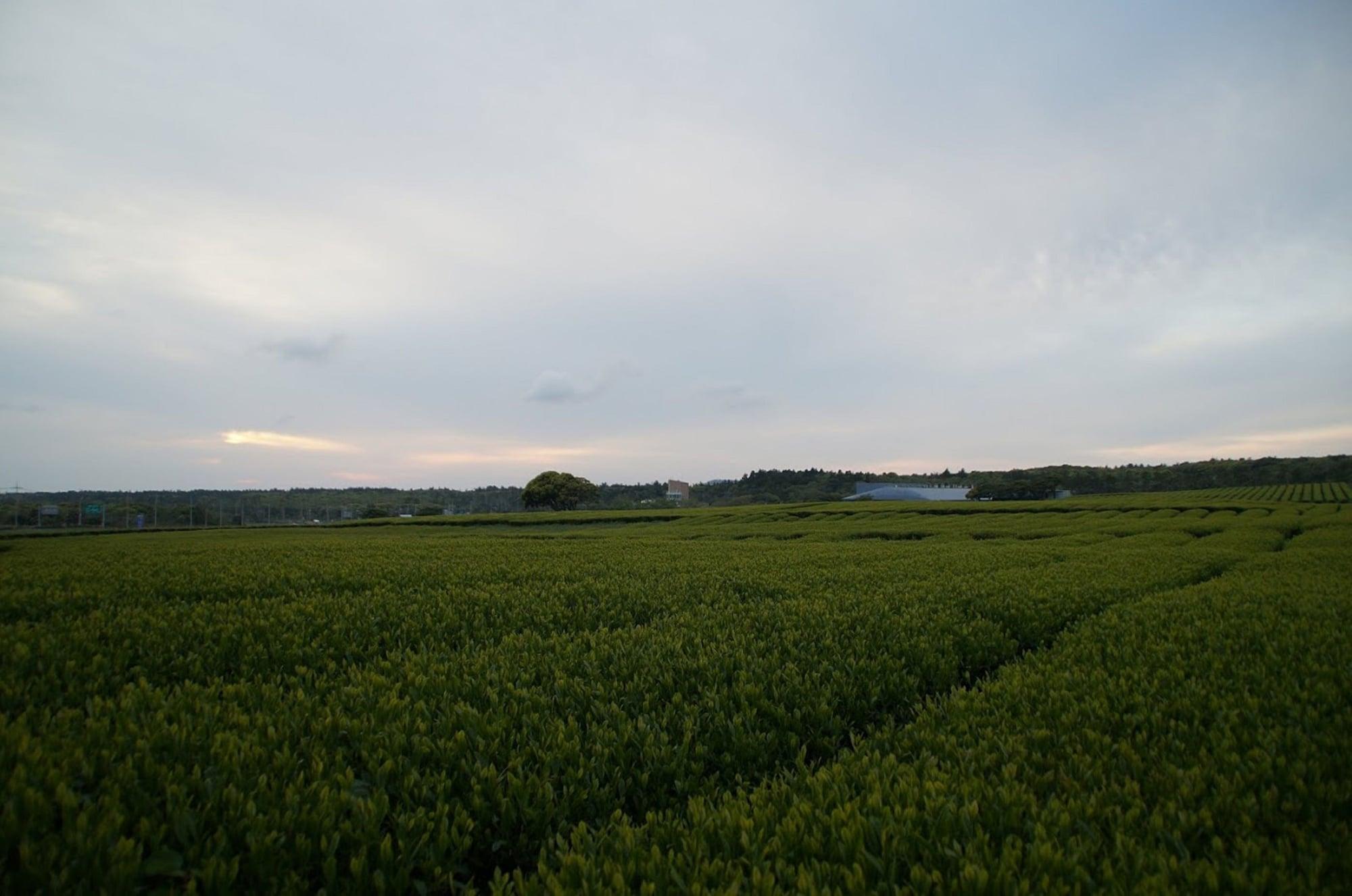 Jeju Aerospace Hotel Согвипхо Экстерьер фото